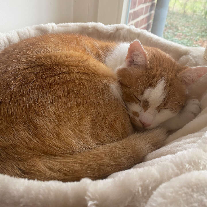 Nobby Kratzbaum Classic Zada